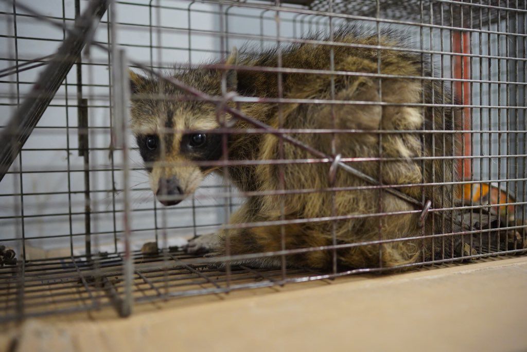 Stranded-Raccoon